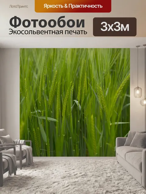 Фотообои Поле зеленого ячменя