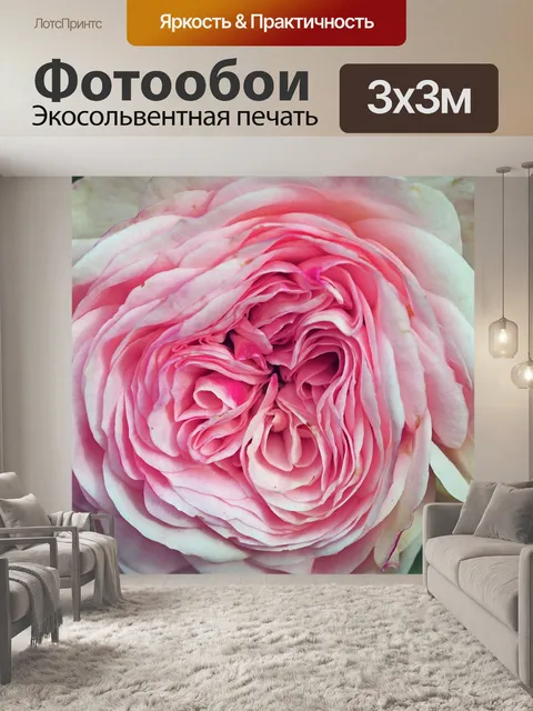 Фотообои Розовая роза