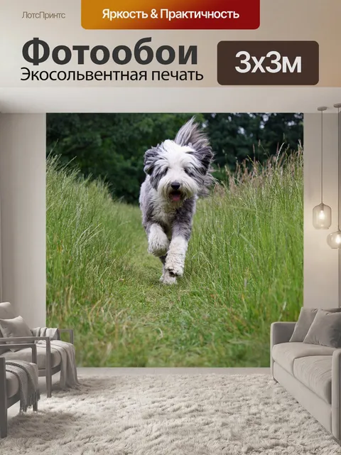 Фотообои Пес, бегущий