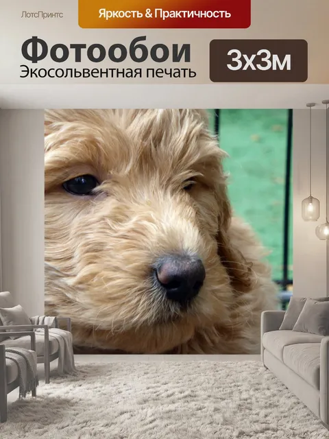 Фотообои Щенок золотого каракули