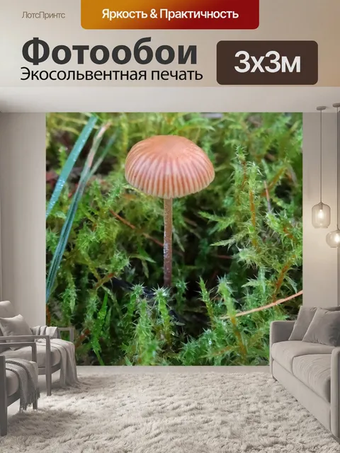 Фотообои Entoloma седая