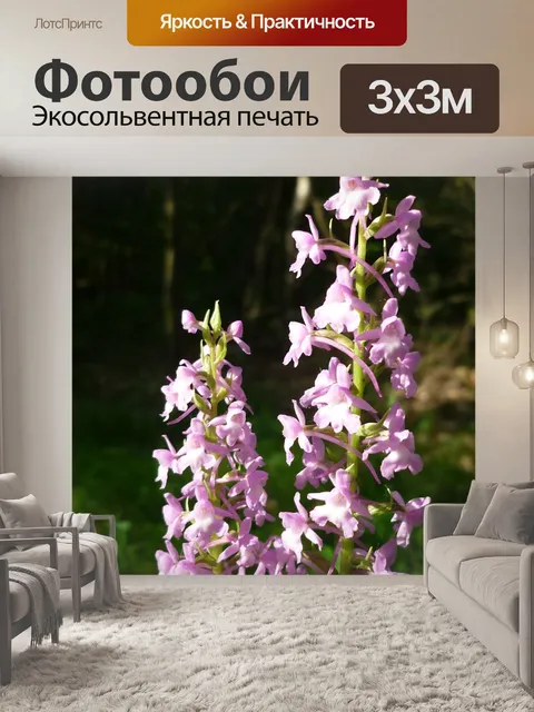Фотообои Комары-händelwurz