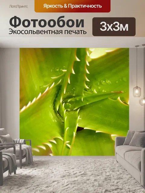 Фотообои Листья суккулентов
