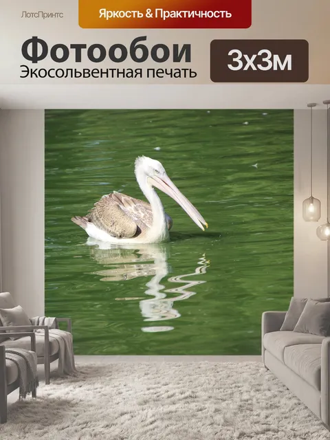 Фотообои Пеликан