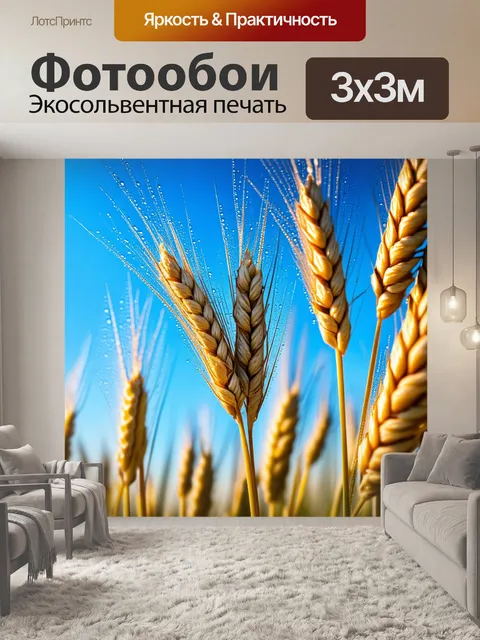 Фотообои зреющие колосья пшеницы, покрытые росой на восходе солнца, с ярким голубым небом на фоне