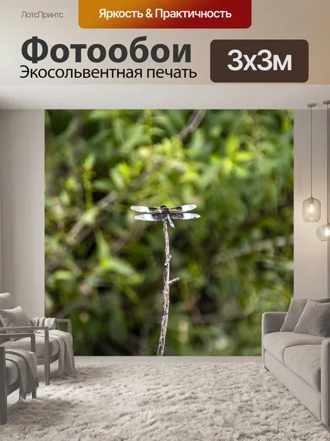 Фотообои стрекоза