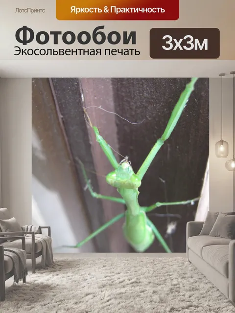 Фотообои Кузнечик / Богомол