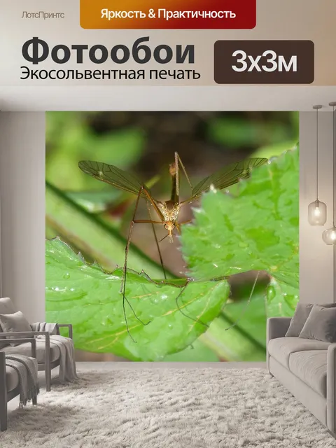 Фотообои Комар