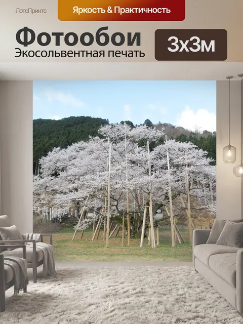 Фотообои Усузуми сакура