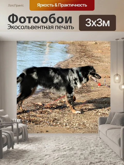 Фотообои Черно-белая собака на пляже