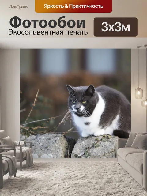 Фотообои Cat различными цветными глазами
