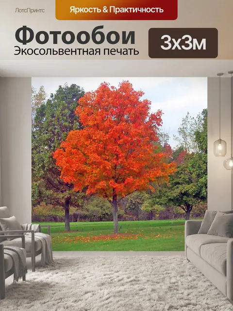 Фотообои Клен Дерево в парке