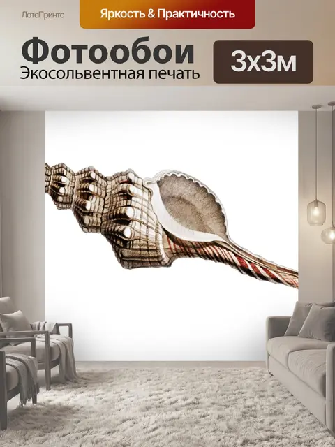 Фотообои Клипарт старинные раковины улитки