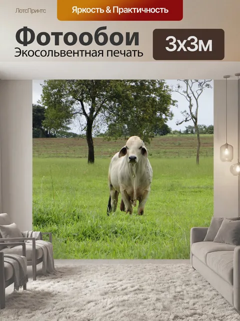 Фотообои Бык