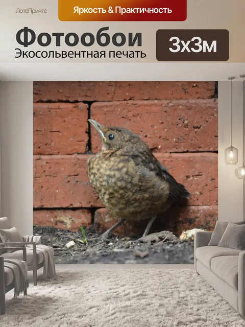 Фотообои Птица постановку