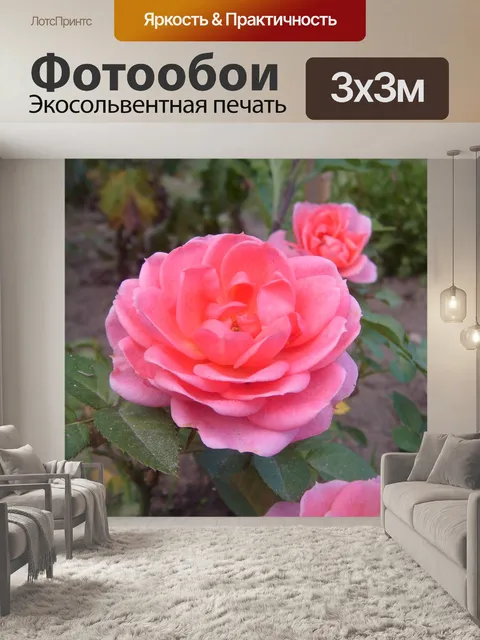 Фотообои Rose