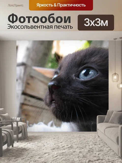 Фотообои Cat