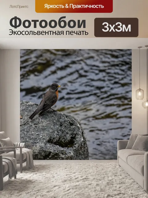 Фотообои Американская Робин Птица