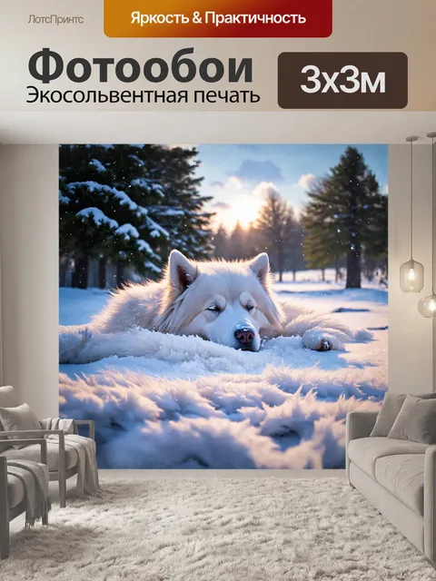 Фотообои самоед, уютно устроившийся на мягком снежном покрове, нежно спит под слоем пушистого снега
