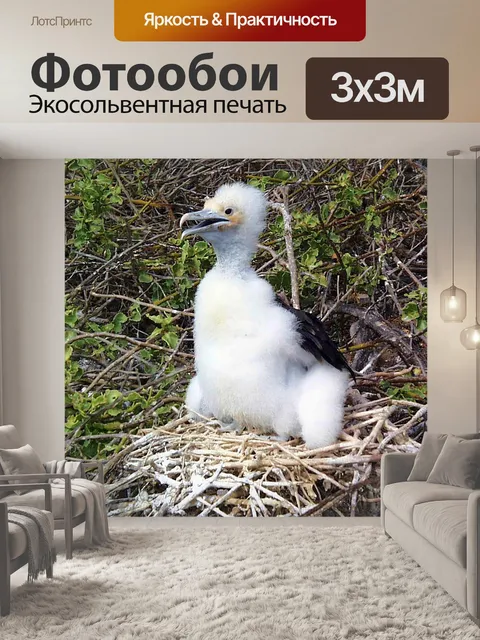 Фотообои Фрегат птица