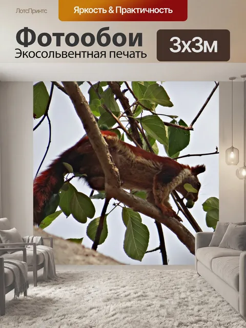 Фотообои Малабар гигантские белки
