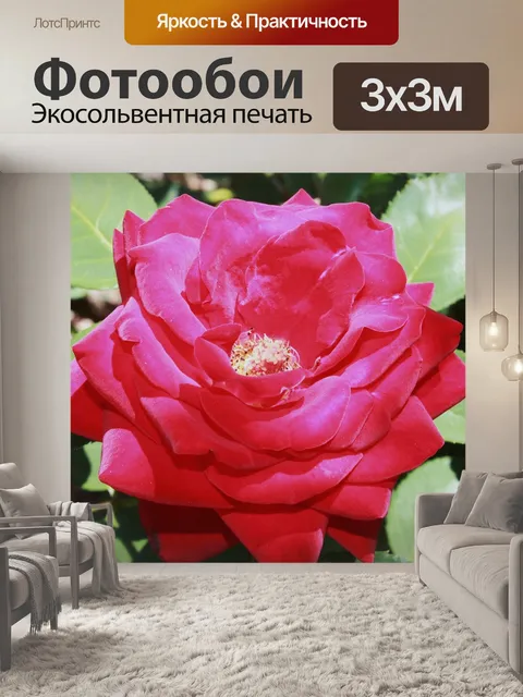 Фотообои Роза