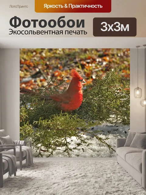Фотообои Кардинал на кедровых ветвях