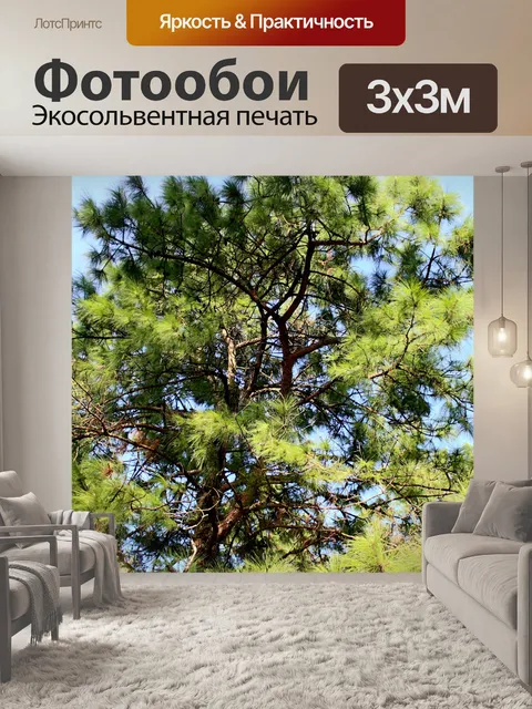 Фотообои Природа соснового леса в Фу Руа