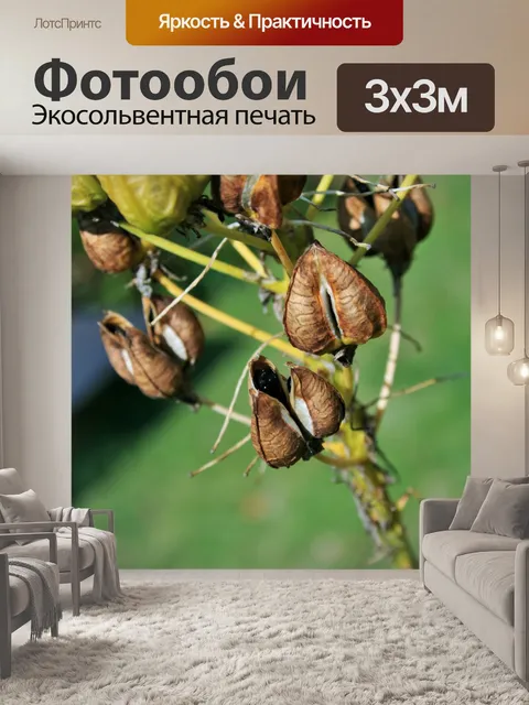 Фотообои черные семена в стручки семян