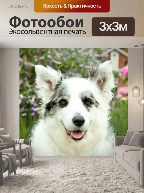 Фотообои Бордер-колли