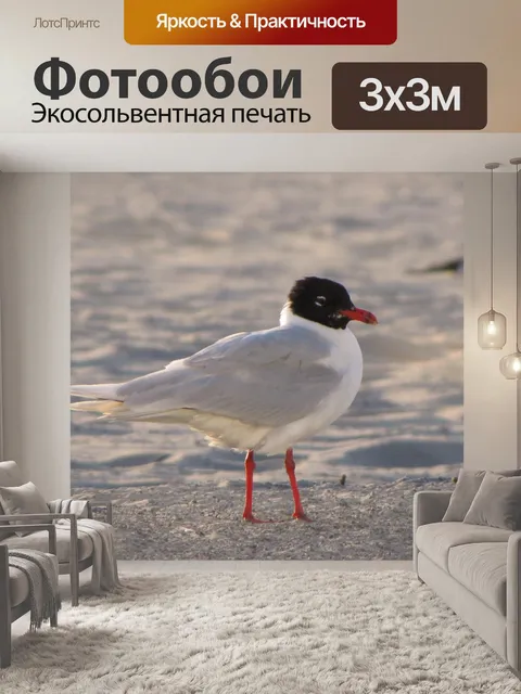 Фотообои Озерная чайка