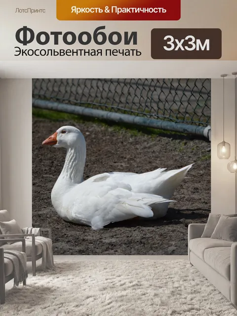 Фотообои Белый гусь