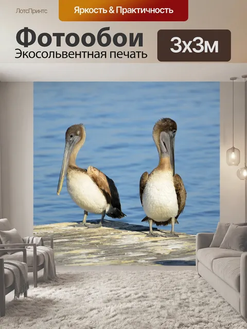 Фотообои Пеликаны на скамье подсудимых