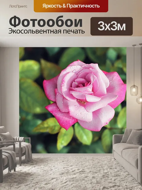 Фотообои Роза