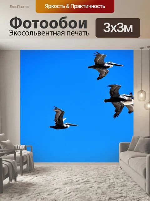 Фотообои Пеликаны летающие