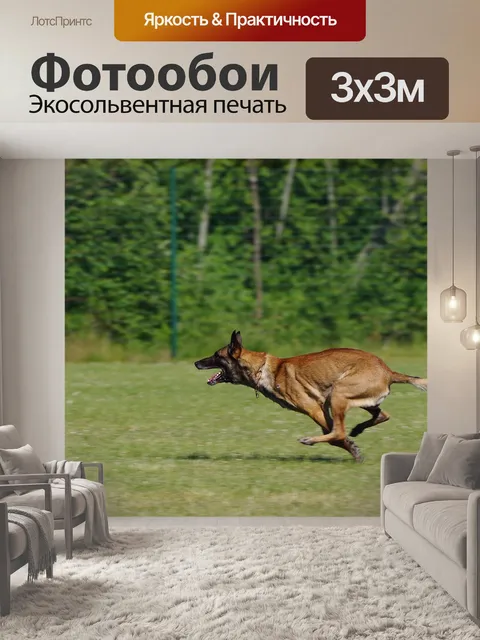 Фотообои Бельгийская овчарка малинуа
