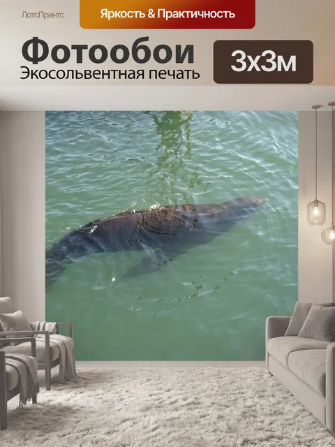 Фотообои Морской лев