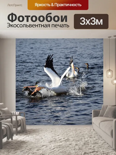 Фотообои Пеликан