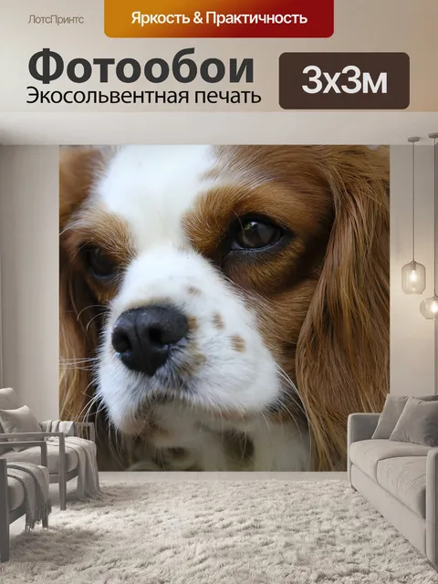 Фотообои Кавалер кинг чарльз