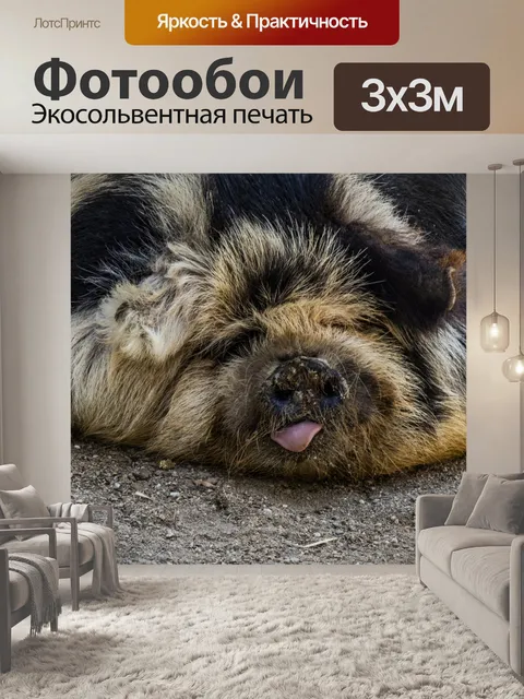 Фотообои Свинья KuneKune с языком