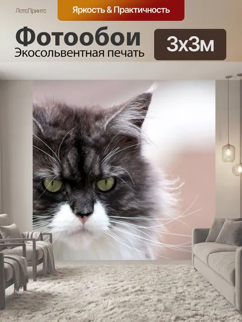 Фотообои Мейн кун