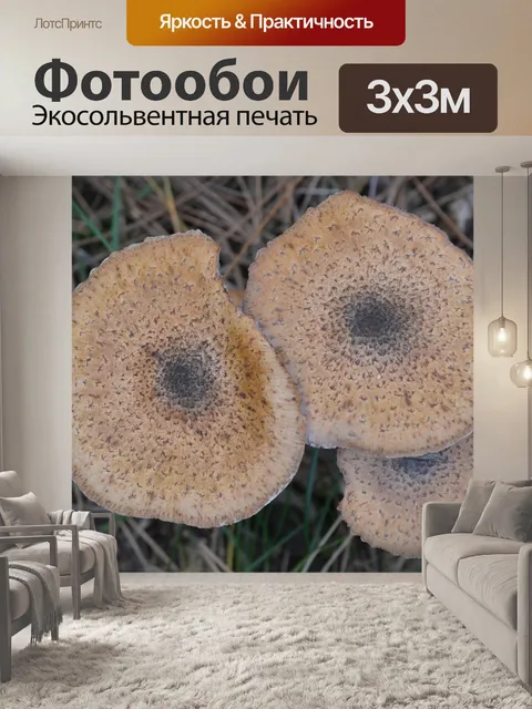 Фотообои Грибы