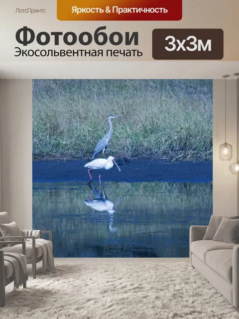 Фотообои африканская колпица с серой цаплей