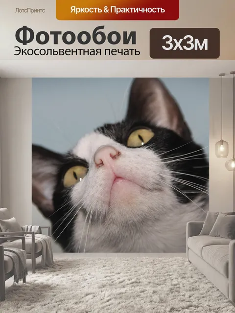 Фотообои Кошка