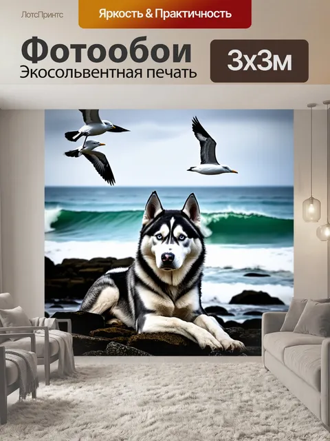 Фотообои хаски лежит на скалистом берегу, уставившись в океан