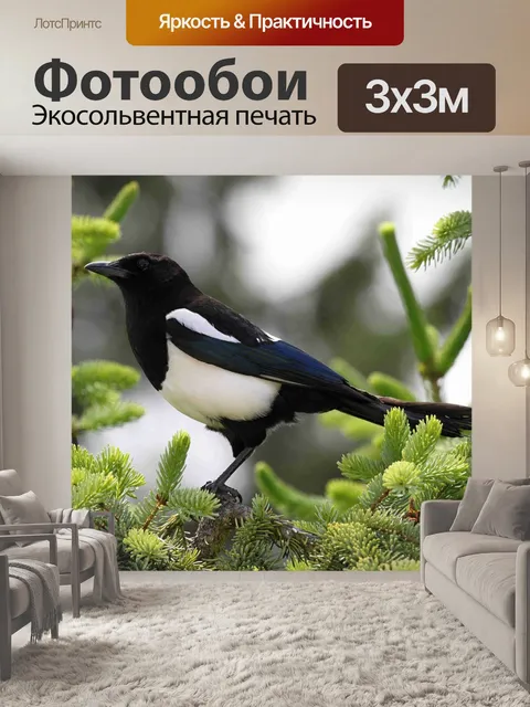 Фотообои Сорока