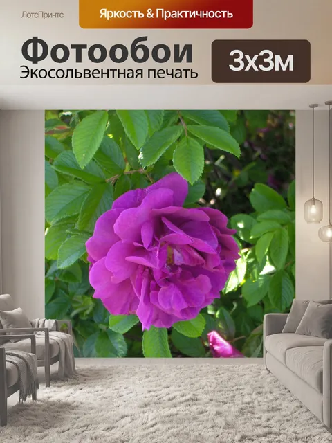Фотообои Фуксия