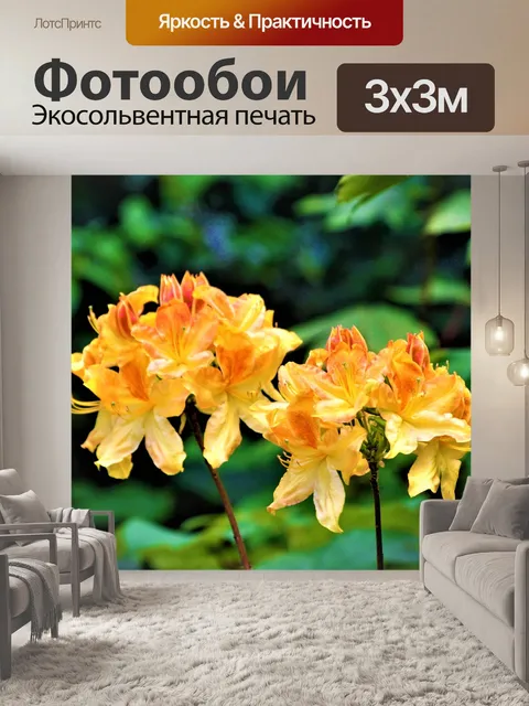 Фотообои Расцветает