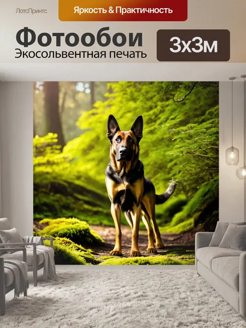 Фотообои овчарка бельгийский малинуа стоит на фоне зеленого леса