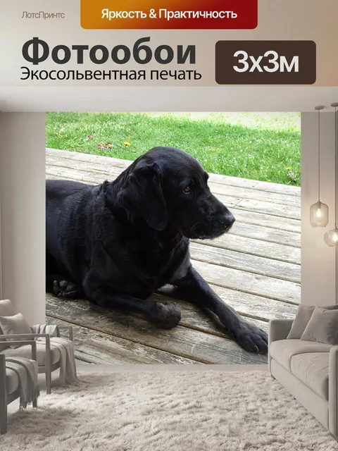 Фотообои черный пес